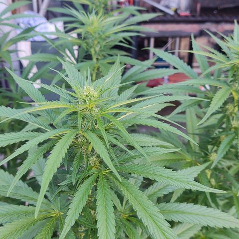 Special Kush #1 growlog timeline photo