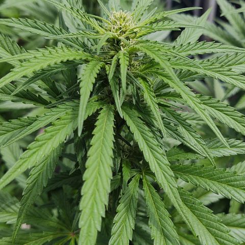 Special Kush #1 growlog timeline photo