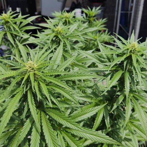 Special Kush #1 growlog timeline photo