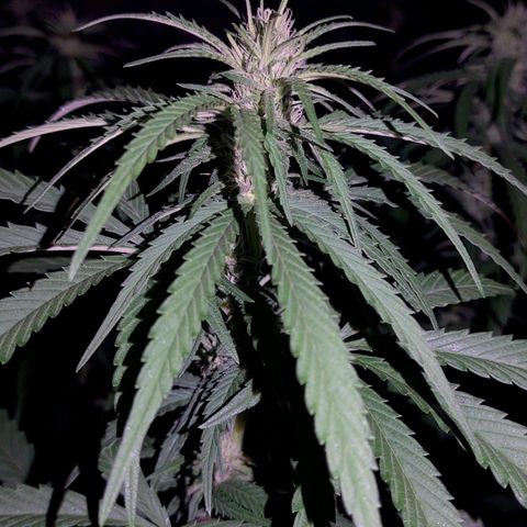 Special Kush #1 growlog timeline photo