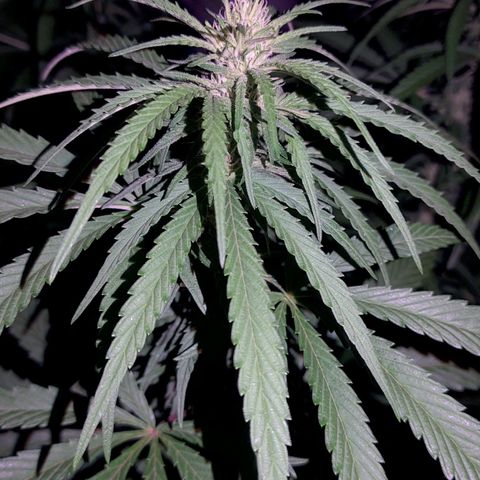 Special Kush #1 growlog timeline photo