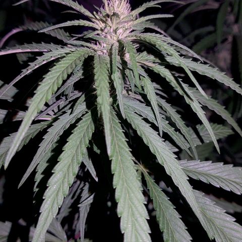 Special Kush #1 growlog timeline photo