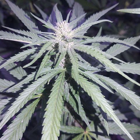 Special Kush #1 growlog timeline photo