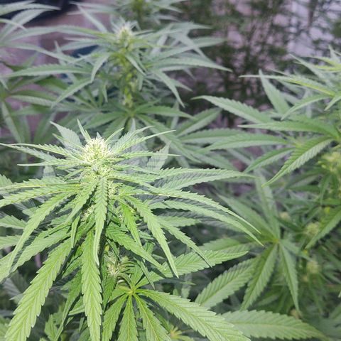 Special Kush #1 growlog timeline photo