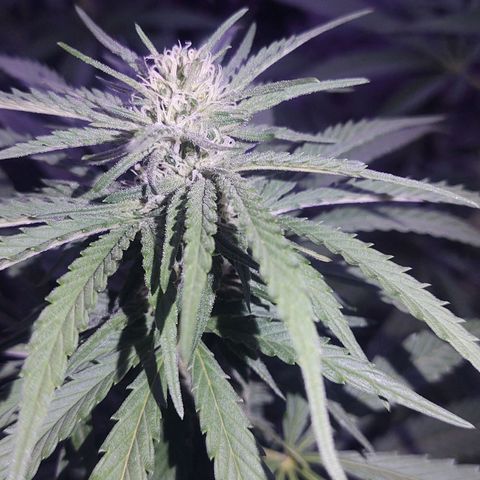 Special Kush #1 growlog timeline photo