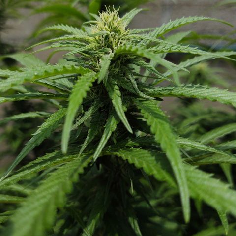Special Kush #1 growlog timeline photo