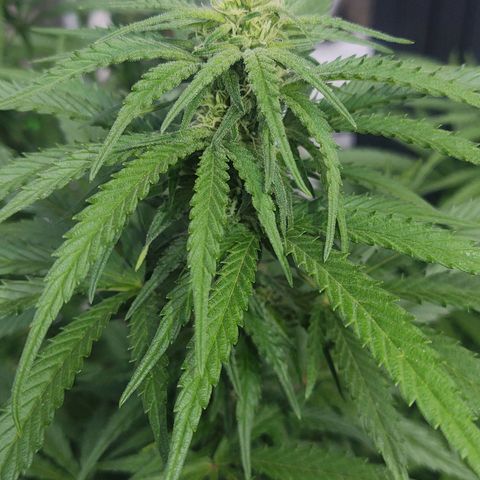 Special Kush #1 growlog timeline photo