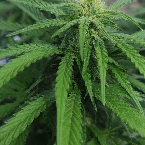 Special Kush #1 growlog timeline photo