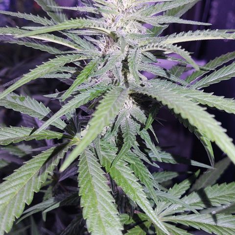 Special Kush #1 growlog timeline photo