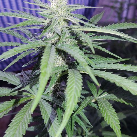 Special Kush #1 growlog timeline photo