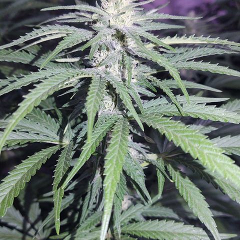 Special Kush #1 growlog timeline photo