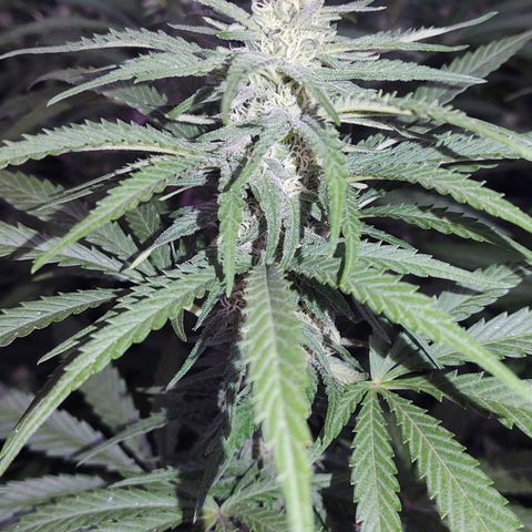Special Kush #1 growlog timeline photo