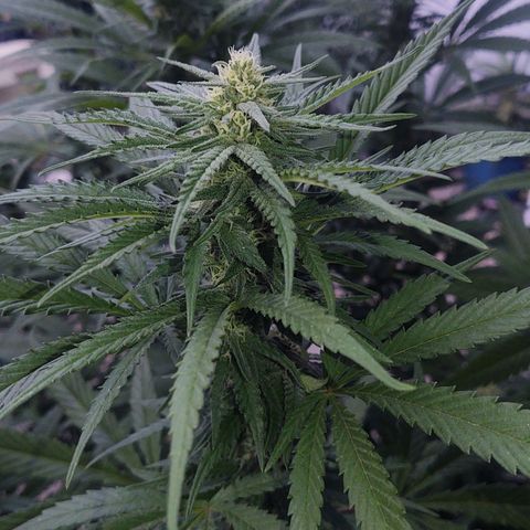 Special Kush #1 growlog timeline photo