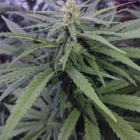 Special Kush #1 growlog timeline photo