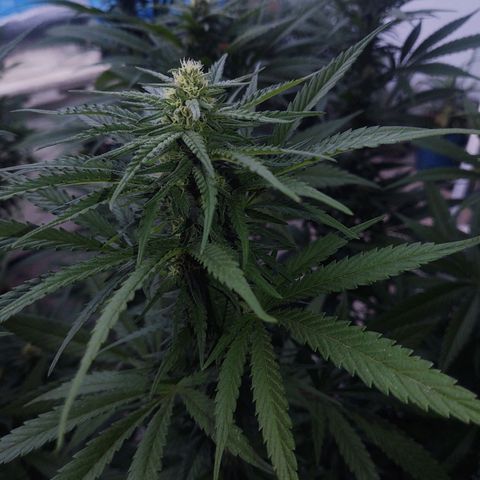Special Kush #1 growlog timeline photo