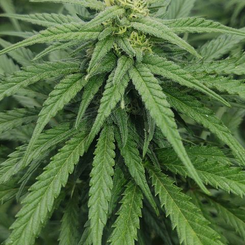 Special Kush #1 growlog timeline photo