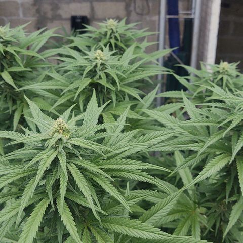 Special Kush #1 growlog timeline photo
