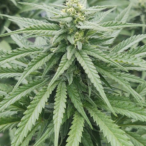 Special Kush #1 growlog timeline photo