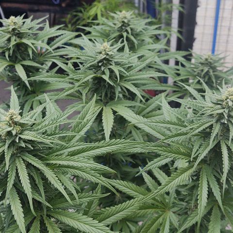 Special Kush #1 growlog timeline photo