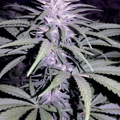 Special Kush #1 growlog timeline photo