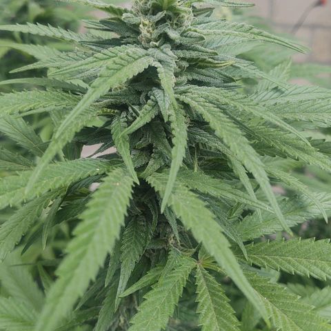 Special Kush #1 growlog timeline photo