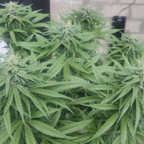 Special Kush #1 growlog timeline photo