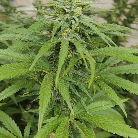 Special Kush #1 growlog timeline photo