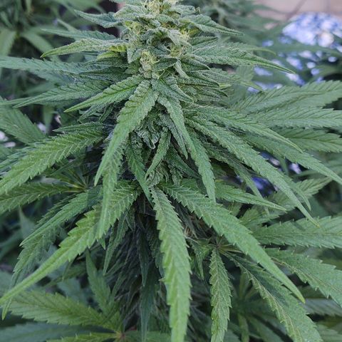 Special Kush #1 growlog timeline photo