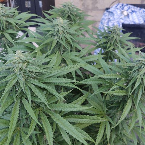 Special Kush #1 growlog timeline photo