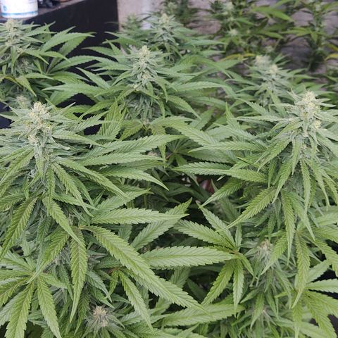 Special Kush #1 growlog timeline photo