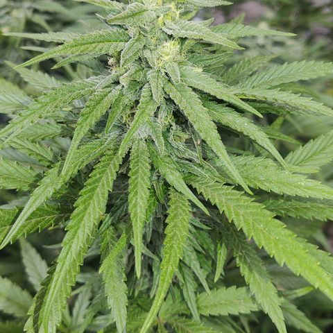 Special Kush #1 growlog timeline photo
