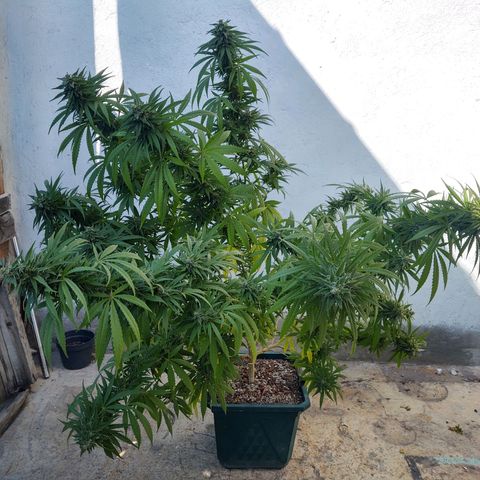 Special Kush #1 growlog timeline photo