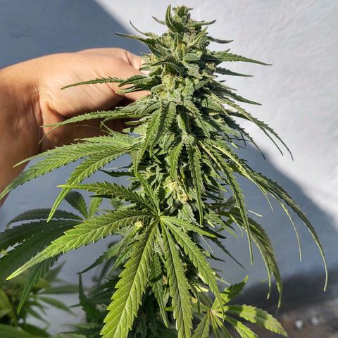 Special Kush #1 growlog timeline photo