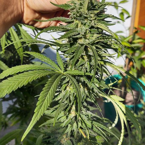 Special Kush #1 growlog timeline photo