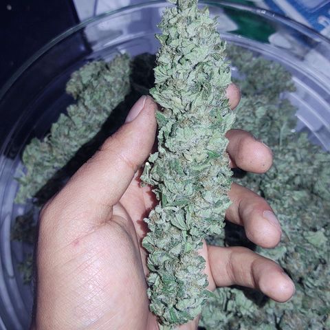 Special Kush #1 growlog timeline photo