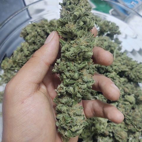 Special Kush #1 growlog timeline photo
