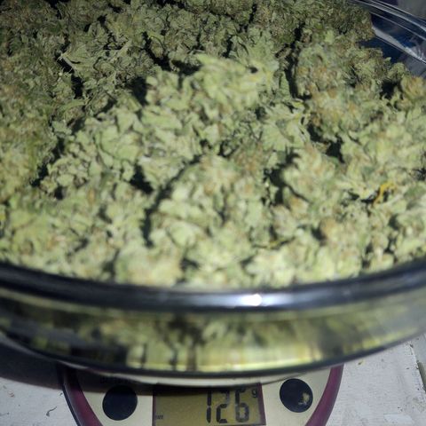 Special Kush #1 growlog timeline photo