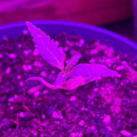 Fruity Bagseed growlog timeline photo