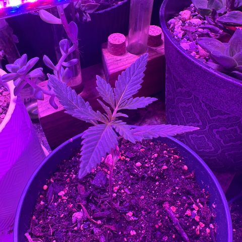 Fruity Bagseed growlog timeline photo