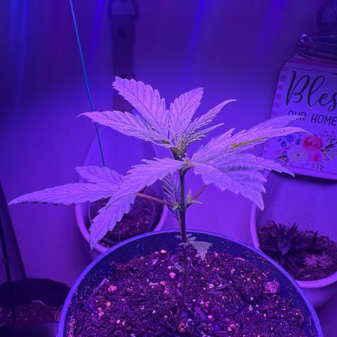 Fruity Bagseed growlog timeline photo