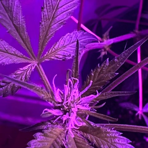 Fruity Bagseed growlog timeline photo