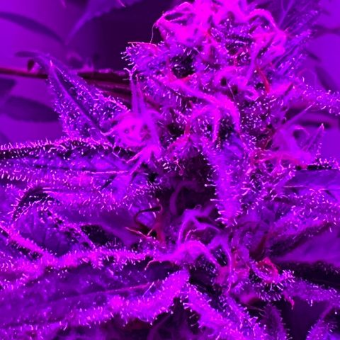Fruity Bagseed growlog photo: Finishing up week 4 