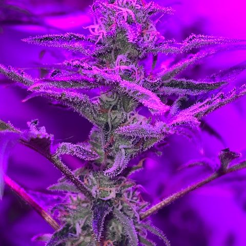 Fruity Bagseed growlog photo: Finishing up week 4 
