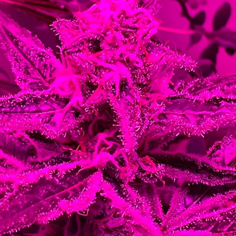 Fruity Bagseed growlog photo: Finishing up week 4 
