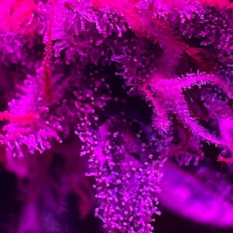 Fruity Bagseed growlog photo: Pretty trichome dev. Best pics I can get with my iPhone .