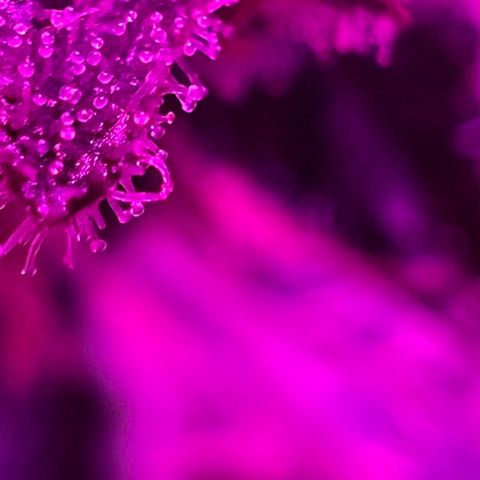 Fruity Bagseed growlog photo: Pretty trichome dev. Best pics I can get with my iPhone .