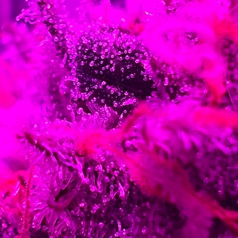 Fruity Bagseed growlog photo: Pretty trichome dev. Best pics I can get with my iPhone .