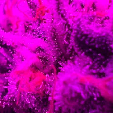Fruity Bagseed growlog photo: Pretty trichome dev. Best pics I can get with my iPhone .