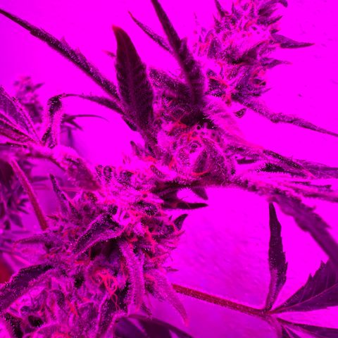 Fruity Bagseed growlog timeline photo