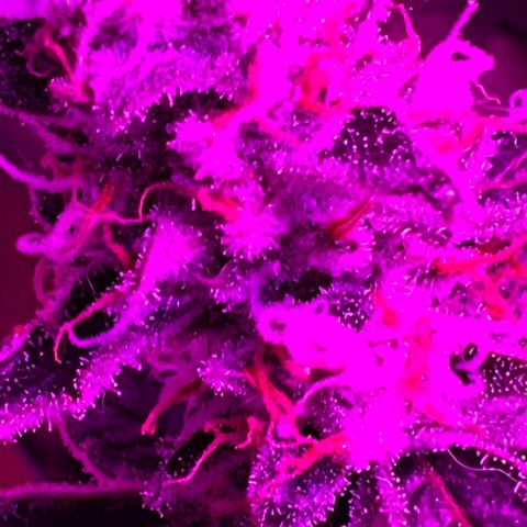 Fruity Bagseed growlog timeline photo